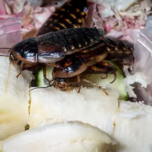 Dubia (Blaptica dubia)