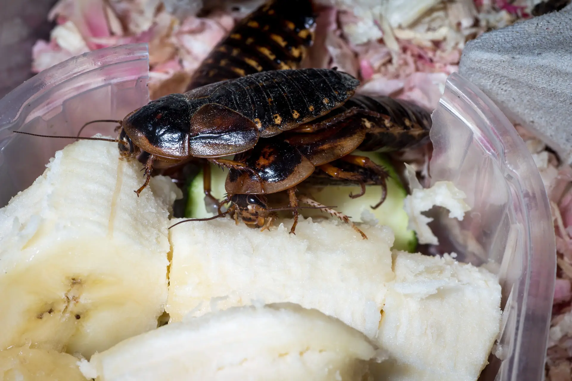 Dubia (Blaptica dubia)