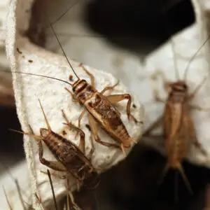 Banded Crickets (Gryllodes sigillatus)