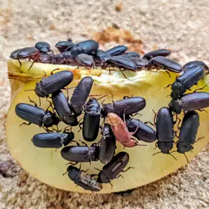 Feeder Beetles (Tenebrio molitor)