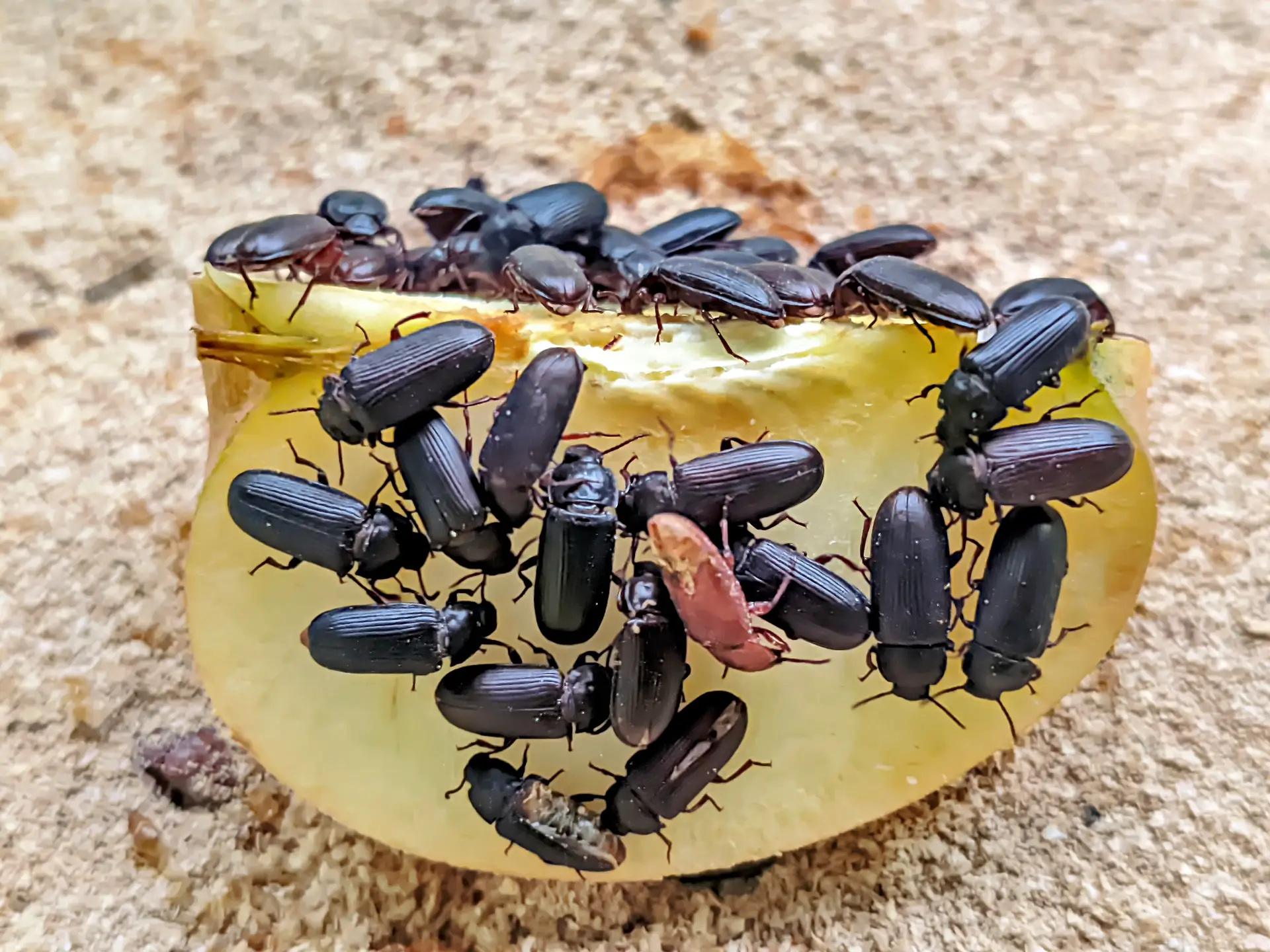 Fresh Breeder Beetles (Tenebrio molitor)