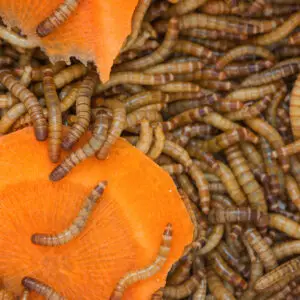 Mealworm (Tenebrio molitor)