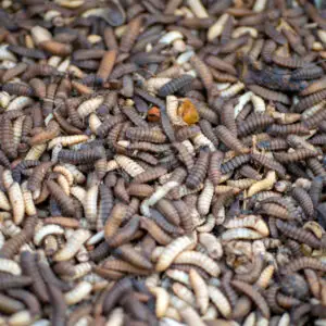 Black Soldier Fly Larvae (Hermetia illuscens)