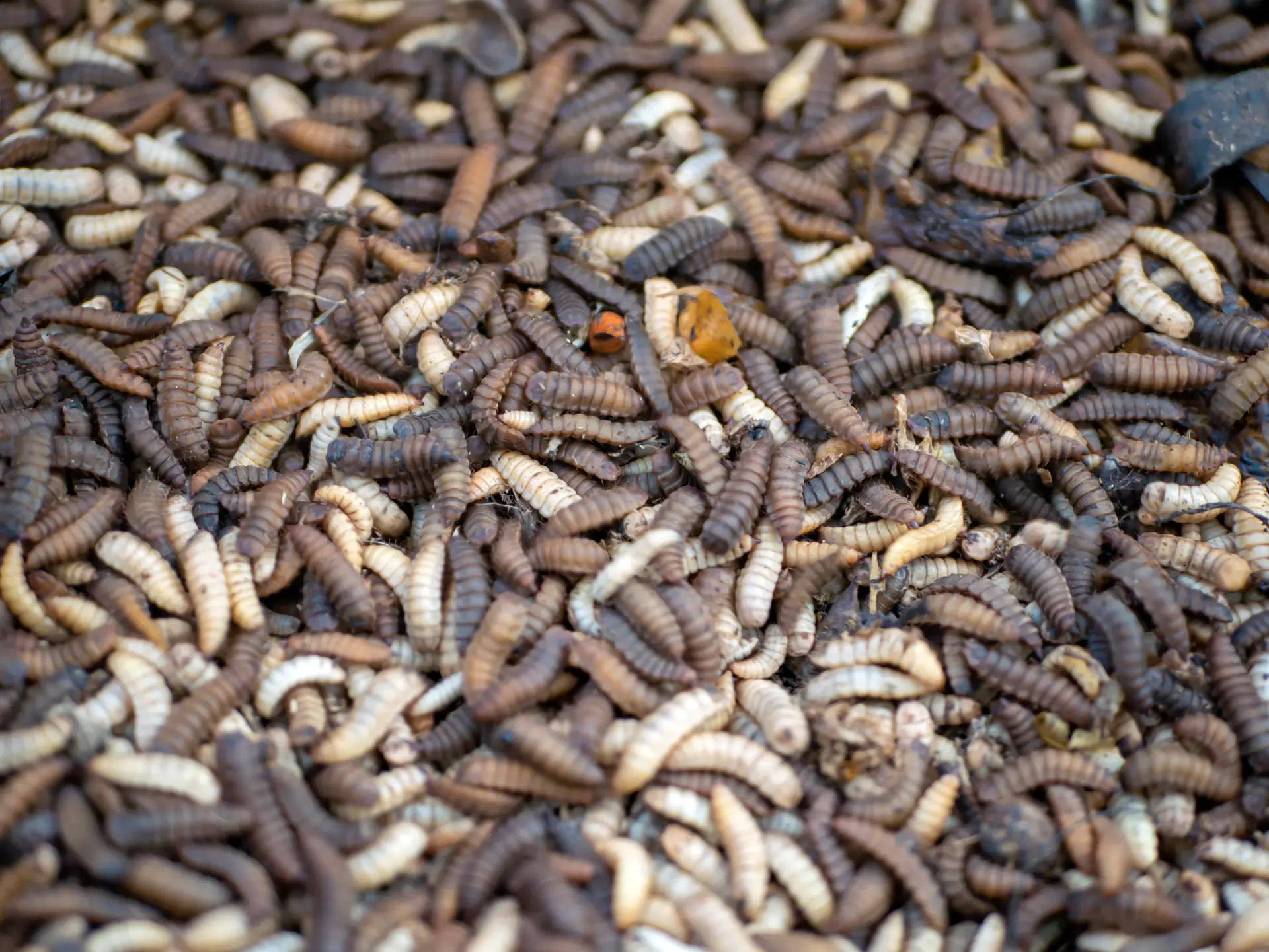 Black Soldier Fly Larvae (Hermetia illuscens)