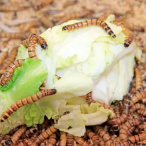 Superworm (Zoophobas morio)