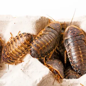 Dubia (Blaptica dubia)