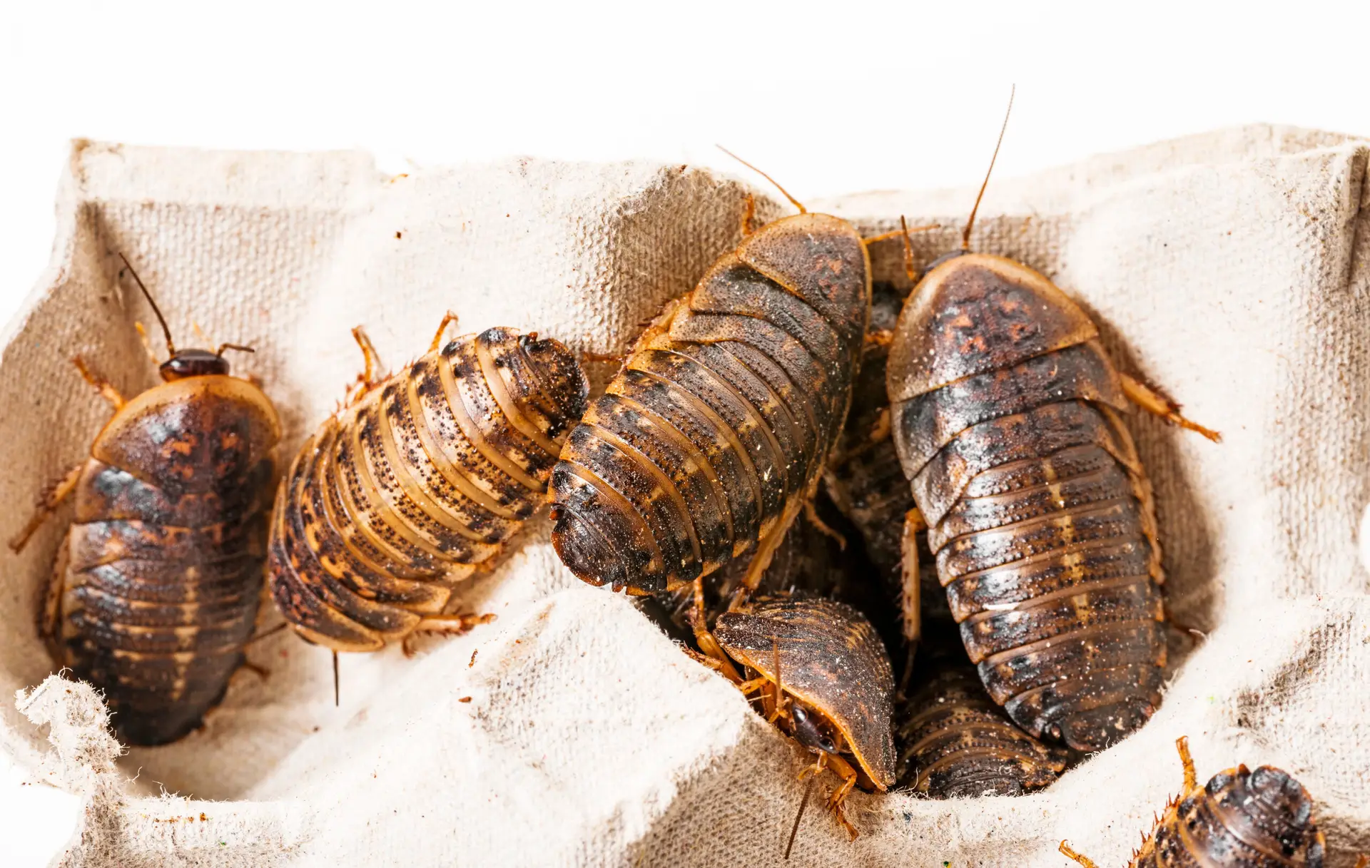 Dubia (Blaptica dubia)