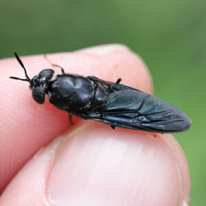 Adult Soldier Fly (Hermetia illuscens)