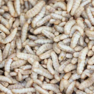 Black Soldier Fly Larvae (Hermetia illuscens)