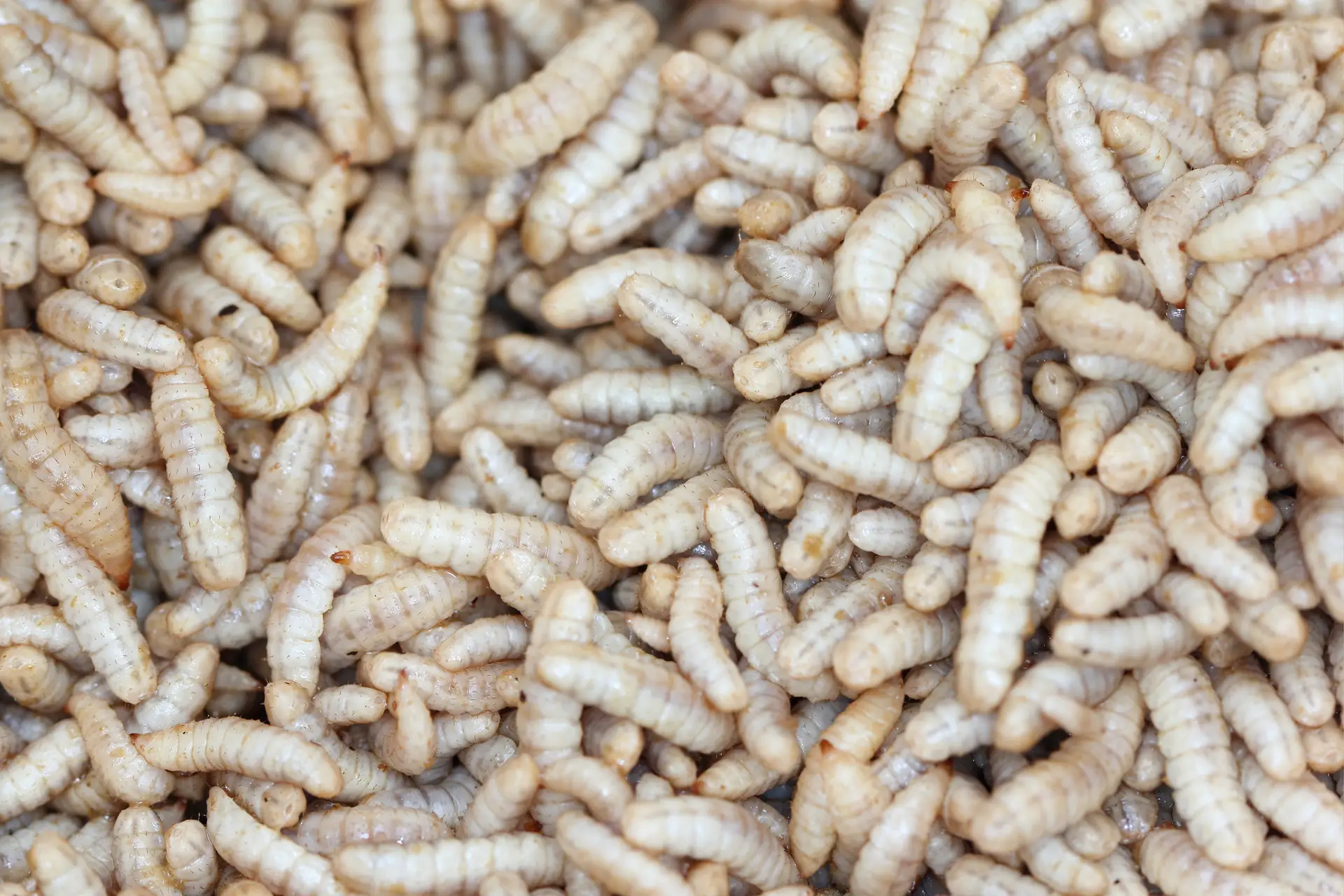 Black Soldier Fly Larvae (Hermetia illuscens)
