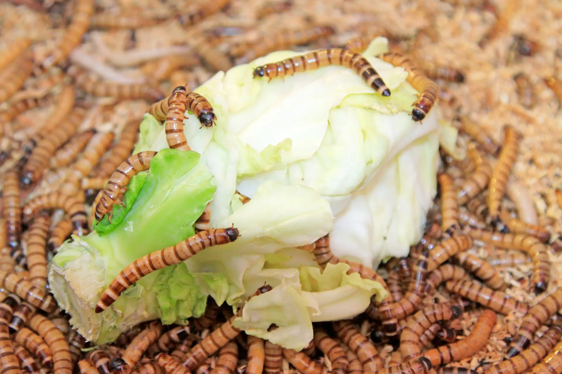 Superworm (Zoophobas morio)